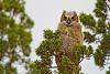 Click image for larger version. 

Name:	owlet fledged11.jpg 
Views:	146 
Size:	96.4 KB 
ID:	10777
