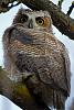 Click image for larger version. 

Name:	may18 single owlet bright eyes vertical.jpg 
Views:	113 
Size:	96.1 KB 
ID:	10797