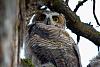 Click image for larger version. 

Name:	may18 single owlet yellow eye.jpg 
Views:	133 
Size:	89.8 KB 
ID:	10801
