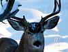 Click image for larger version. 

Name:	buck portrait.jpg 
Views:	222 
Size:	87.5 KB 
ID:	11454