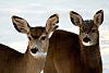 Click image for larger version. 

Name:	doe and yearling portrait.jpg 
Views:	180 
Size:	92.7 KB 
ID:	11455