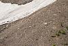Click image for larger version. 

Name:	mother and kid mtn goat.jpg 
Views:	264 
Size:	104.7 KB 
ID:	14268