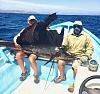 Click image for larger version. 

Name:	Sailfish.jpg 
Views:	221 
Size:	39.9 KB 
ID:	15288