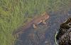 Click image for larger version. 

Name:	rough skinned newt in water2.jpg 
Views:	276 
Size:	93.0 KB 
ID:	12013