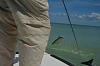 Click image for larger version. 

Name:	High flying flats tarpon 2 AAA.jpg 
Views:	109 
Size:	12.2 KB 
ID:	13400