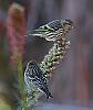 Click image for larger version. 

Name:	pine siskins3 2019.jpg 
Views:	207 
Size:	1.29 MB 
ID:	15044