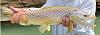 Click image for larger version. 

Name:	#14 elk hair caddis.jpg 
Views:	94 
Size:	274.0 KB 
ID:	18262