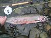 Click image for larger version. 

Name:	steelhead 2.jpg 
Views:	501 
Size:	88.0 KB 
ID:	4388