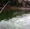 Click image for larger version. 

Name:	9 swingin on the Klamath.jpg 
Views:	133 
Size:	94.3 KB 
ID:	8449