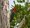 Click image for larger version. 

Name:	crimson crested woodpecker3resized.jpg 
Views:	219 
Size:	92.6 KB 
ID:	11647