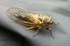 Click image for larger version. 

Name:	June Cicada.jpg 
Views:	490 
Size:	35.3 KB 
ID:	9295