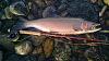 Click image for larger version. 

Name:	AR Steelhead 1.25.16.jpg 
Views:	613 
Size:	100.5 KB 
ID:	11583
