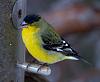 Click image for larger version. 

Name:	american goldfinch.jpg 
Views:	190 
Size:	94.9 KB 
ID:	11453