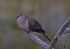 Click image for larger version. 

Name:	spotted dove.jpg 
Views:	228 
Size:	102.4 KB 
ID:	10620