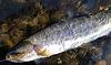 Click image for larger version. 

Name:	Amer. Wild Steelhead 20201107 (2).jpg 
Views:	754 
Size:	144.5 KB 
ID:	16257