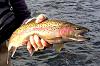 Click image for larger version. 

Name:	American River steelhead only 152014.jpg 
Views:	148 
Size:	86.6 KB 
ID:	8309