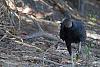 Click image for larger version. 

Name:	black headed vulture.jpg 
Views:	186 
Size:	96.7 KB 
ID:	10402