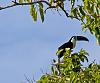 Click image for larger version. 

Name:	channel billed toucan.jpg 
Views:	177 
Size:	88.1 KB 
ID:	10403