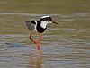 Click image for larger version. 

Name:	pied lapwing3.jpg 
Views:	171 
Size:	73.1 KB 
ID:	10407