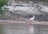 Click image for larger version. 

Name:	roseate spoonbill.jpg 
Views:	184 
Size:	98.8 KB 
ID:	10410