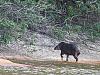 Click image for larger version. 

Name:	tapir running.jpg 
Views:	158 
Size:	102.2 KB 
ID:	10417
