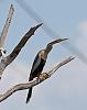 Click image for larger version. 

Name:	anhinga.jpg 
Views:	224 
Size:	84.5 KB 
ID:	11642