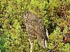 Click image for larger version. 

Name:	great horned owl.jpg 
Views:	153 
Size:	109.8 KB 
ID:	7359