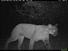 Click image for larger version. 

Name:	Camera trap 2010  20791.jpg 
Views:	290 
Size:	67.6 KB 
ID:	2563