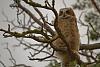 Click image for larger version. 

Name:	owlet fledged3.jpg 
Views:	157 
Size:	95.4 KB 
ID:	10776
