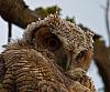 Click image for larger version. 

Name:	may18 single owlet closeup.jpg 
Views:	125 
Size:	93.2 KB 
ID:	10798