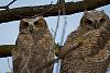 Click image for larger version. 

Name:	may18 two owlets2.jpg 
Views:	130 
Size:	98.1 KB 
ID:	10800