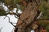 Click image for larger version. 

Name:	adult with spotted ground squirrel.jpg 
Views:	155 
Size:	97.1 KB 
ID:	10775