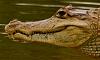 Click image for larger version. 

Name:	spectacled caiman headshot resized.jpg 
Views:	238 
Size:	97.4 KB 
ID:	11653