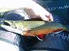 Fall brookie