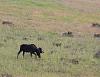 Click image for larger version. 

Name:	bull moose on distant hillside head down.jpg 
Views:	97 
Size:	864.5 KB 
ID:	19348