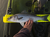 Click image for larger version. 

Name:	striper.png 
Views:	194 
Size:	2.15 MB 
ID:	16337
