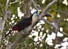 Click image for larger version. 

Name:	cuvier toucan3.jpg 
Views:	186 
Size:	91.7 KB 
ID:	11648