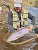 Click image for larger version. 

Name:	FullSizeRender_steelhead_smaller.jpg 
Views:	197 
Size:	2.22 MB 
ID:	19461