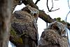 Click image for larger version. 

Name:	may18 two owlets looking backward.jpg 
Views:	127 
Size:	92.7 KB 
ID:	10799