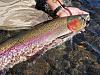 Click image for larger version. 

Name:	Rogue_Al_Steelhead2.jpg 
Views:	176 
Size:	98.7 KB 
ID:	21