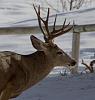 Click image for larger version. 

Name:	buck muley closeup.jpg 
Views:	268 
Size:	81.6 KB 
ID:	12540