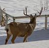 Click image for larger version. 

Name:	buck muley spread.jpg 
Views:	287 
Size:	77.2 KB 
ID:	12542